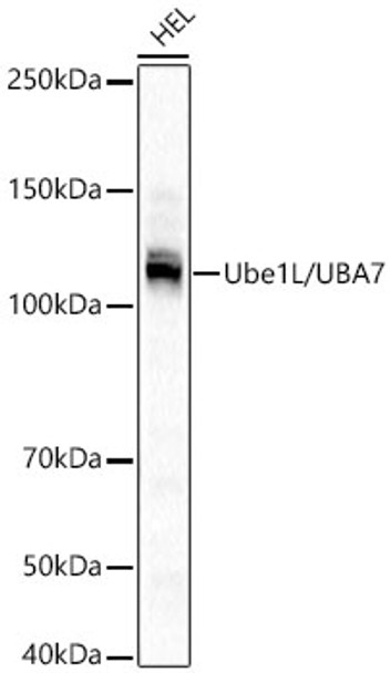 Western blot analysis of HEL cells, using Ube1L/UBA7 Rabbit mAb (CAB23575) at 1:500 dilution. Secondary antibody: HRP Goat Anti-Rabbit IgG (H+L) at 1:10000 dilution. Lysates/proteins: 25μg per lane. Blocking buffer: 3% nonfat dry milk in TBST.