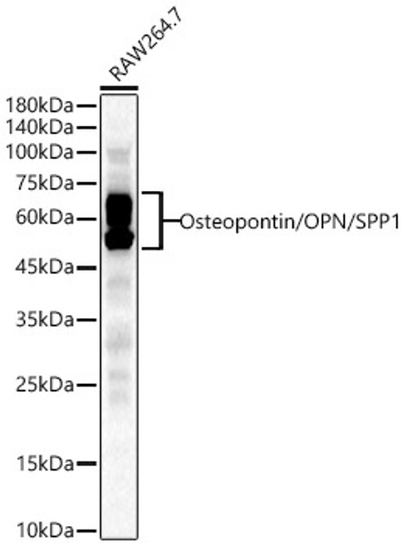 Western blot analysis of RAW264. 7, using Osteopontin/OPN/SPP1 Rabbit pAb (CAB23658) at 1:700 dilution. Secondary antibody: HRP Goat Anti-Rabbit IgG (H+L) at 1:10000 dilution. Lysates/proteins: 25μg per lane. Blocking buffer: 3% nonfat dry milk in TBST.