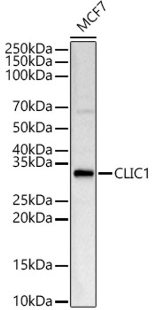 Western blot analysis of MCF7, using CLIC1 Rabbit pAb (CAB23677) at 1:1000 dilution. Secondary antibody: HRP Goat Anti-Rabbit IgG (H+L) at 1:10000 dilution. Lysates/proteins: 25μg per lane. Blocking buffer: 3% nonfat dry milk in TBST.