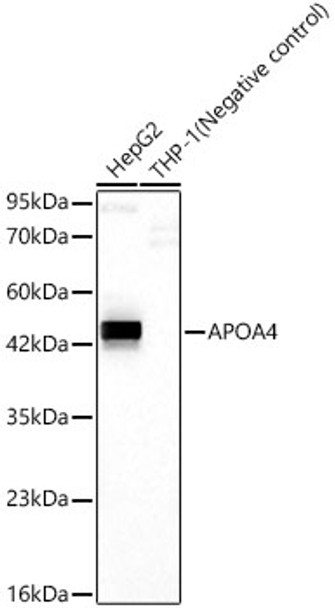 Western blot analysis of various lysates, using APOA4 Rabbit mAb (CAB23893) at 1:1000 dilution. Secondary antibody: HRP Goat Anti-Rabbit IgG (H+L) at 1:10000 dilution. Lysates/proteins: 25ug per lane. Blocking buffer: 3% nonfat dry milk in TBST.