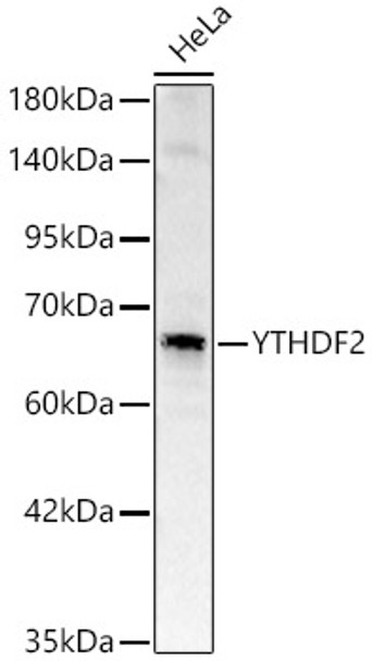 Western blot analysis of HeLa, using YTHDF2 Rabbit pAb (CAB24287) at 1:1000 dilution. Secondary antibody: HRP Goat Anti-Rabbit IgG (H+L) at 1:10000 dilution. Lysates/proteins: 25ug per lane. Blocking buffer: 3% nonfat dry milk in TBST.