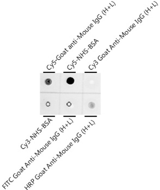 Dot-blot analysis of all sorts of compounds using Cy5 Rabbit mAb antibody (CAB24292) at 1:1000 dilution. Dot-blot analysis of all sorts of compounds using Cy5 Rabbit mAb antibody (CAB24292) at 1:1000 dilution.