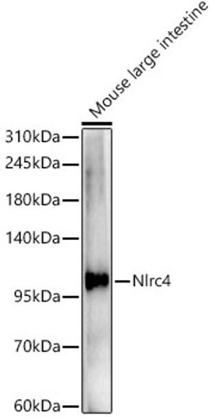 Western blot analysis of Mouse large intestine, using NLRC4 Rabbit pAb (CAB24336) at 1:1000 dilution. Secondary antibody: HRP Goat Anti-Rabbit IgG (H+L) at 1:10000 dilution. Lysates/proteins: 25μg per lane. Blocking buffer: 3% nonfat dry milk in TBST.