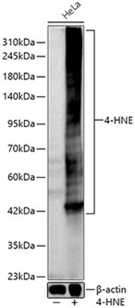 Western blot analysis of HeLa, using 4-HNE Rabbit pAb (CAB24456) at 1:1000 dilution. HeLa treated with 4-Hydroxynonenal (4-HNE). Secondary antibody: HRP Goat Anti-Rabbit IgG (H+L) at 1:10000 dilution. Lysates/proteins: 25ug per lane. Blocking buffer: 3% nonfat dry milk in TBST.