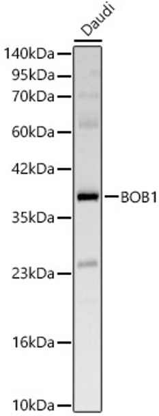Western blot analysis of Daudi, using BOB1 Rabbit pAb (CAB24457) at 1:1000 dilution. Secondary antibody: HRP Goat Anti-Rabbit IgG (H+L) at 1:10000 dilution. Lysates/proteins: 25ug per lane. Blocking buffer: 3% nonfat dry milk in TBST.