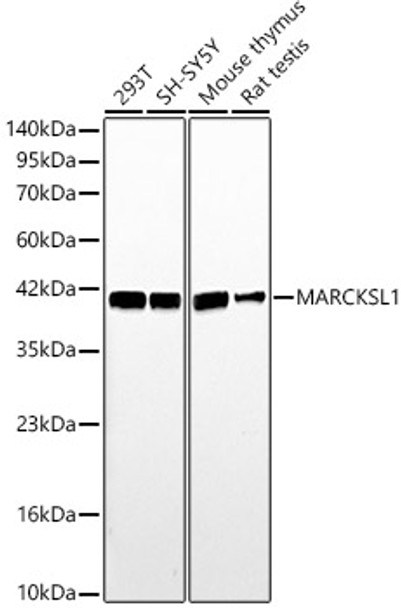 Western blot analysis of various lysates, using MARCKSL1 Rabbit pAb (CAB24471) at 1:1000 dilution. Secondary antibody: HRP Goat Anti-Rabbit IgG (H+L) at 1:10000 dilution. Lysates/proteins: 25ug per lane. Blocking buffer: 3% nonfat dry milk in TBST.