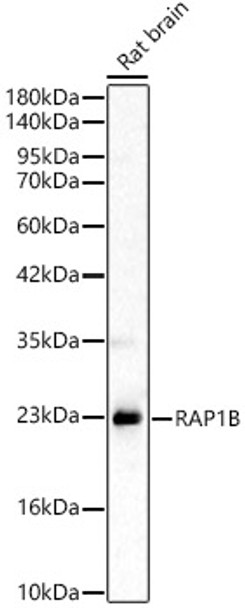 Western blot analysis of Rat brain, using RAP1B Rabbit pAb (CAB24472) at 1:400 dilution. Secondary antibody: HRP Goat Anti-Rabbit IgG (H+L) at 1:10000 dilution. Lysates/proteins: 25ug per lane. Blocking buffer: 3% nonfat dry milk in TBST.