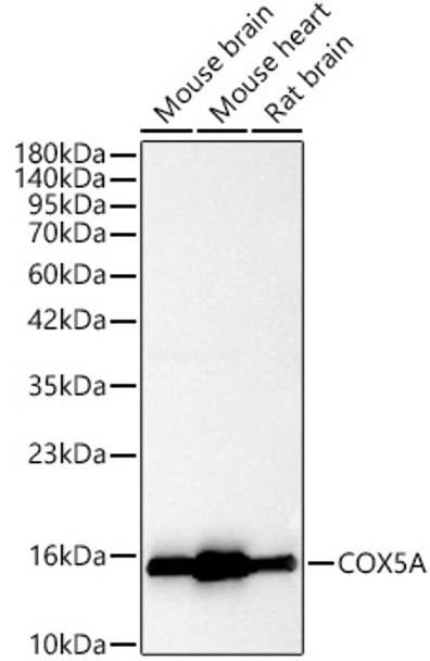Western blot analysis of various lysates, using [KO Validated] COX5A Rabbit pAb (CAB24500) at 1:2000 dilution. Secondary antibody: HRP Goat Anti-Rabbit IgG (H+L) at 1:10000 dilution. Lysates/proteins: 25ug per lane. Blocking buffer: 3% nonfat dry milk in TBST.