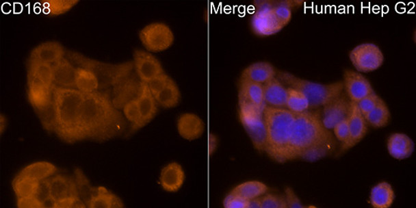 Immunofluorescence analysis of HepG2 cells using CD168 Rabbit pAb (CAB24511) at dilution of 1:100 (40x lens). Blue: DAPI for nuclear staining.