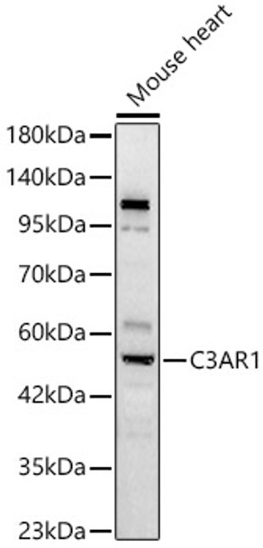 Western blot analysis of lysates from Mouse heart, using C3AR1 Rabbit pAb (CAB24665) at 1:2000 dilution. Secondary antibody: HRP Goat Anti-Rabbit IgG (H+L) at 1:10000 dilution. Lysates/proteins: 25ug per lane. Blocking buffer: 3% nonfat dry milk in TBST.