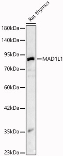 Western blot analysis of lysates from Rat thymus, using MAD1L1 Rabbit pAb (CAB24666) at 1:1000 dilution. Secondary antibody: HRP Goat Anti-Rabbit IgG (H+L) at 1:10000 dilution. Lysates/proteins: 25ug per lane. Blocking buffer: 3% nonfat dry milk in TBST.