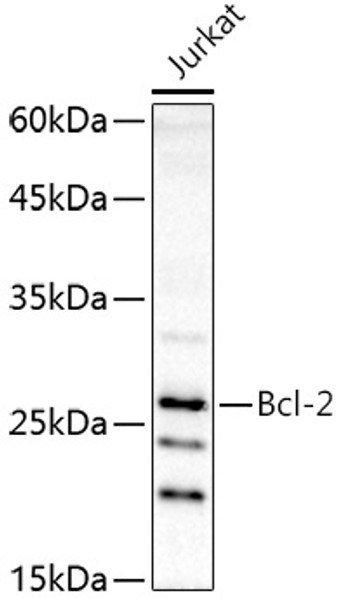 Western blot analysis of extracts of Jurkat cells, using Bcl-2 antibody (CAB2845) at 1:1000 dilution. Secondary antibody: HRP Goat Anti-Rabbit IgG (H+L) at 1:10000 dilution. Lysates/proteins: 25μg per lane. Blocking buffer: 3% nonfat dry milk in TBST.