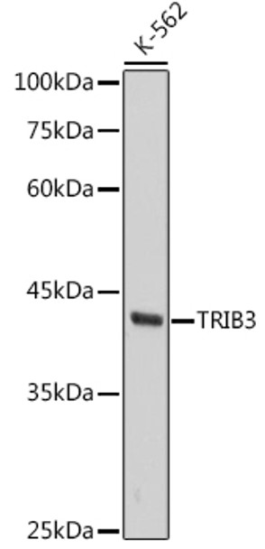 Western blot analysis of extracts of K-562 cells, using TRIB3 antibody (CAB3523) at 1:1000 dilution. Secondary antibody: HRP Goat Anti-Rabbit IgG (H+L) at 1:10000 dilution. Lysates/proteins: 25μg per lane. Blocking buffer: 3% nonfat dry milk in TBST.