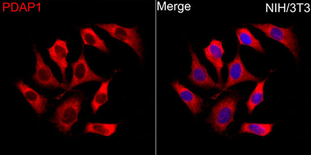 Immunofluorescence analysis of NIH/3T3 cells using PDAP1 Rabbit pAb (CAB4505) at dilution of 1:50 (40x lens). Secondary antibody: Cy3 Goat Anti-Rabbit IgG (H+L) (AS007) at 1:500 dilution. Blue: DAPI for nuclear staining.