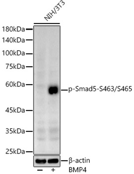 Western blot analysis of extracts of NIH/3T3, using Phospho-Smad5-S463/S465 antibody (CABP1319) at 1:600 dilution. NIH/3T3 cells were treated by BMP4 (50 ng/ml) at 37℃ for 30 minutes after serum-starvation overnight. Secondary antibody: HRP Goat Anti-Rabbit IgG (H+L) at 1:10000 dilution. Lysates/proteins: 25μg per lane. Blocking buffer: 3% nonfat dry milk in TBST.