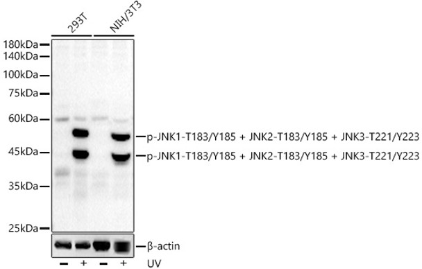 Western blot analysis of various lysates, using Phospho-JNK1-T183/Y185 + JNK2-T183/Y185 + JNK3-T221/Y223 antibody (CABP1337) at1:2000 dilution. 293T and NIH/3T3 cells were treated by UV at room temperature for 15-30 minutes. Secondary antibody: HRP Goat Anti-Rabbit IgG (H+L) at 1:10000 dilution. Lysates/proteins: 25μg per lane. Blocking buffer: 3% nonfat dry milk in TBST.