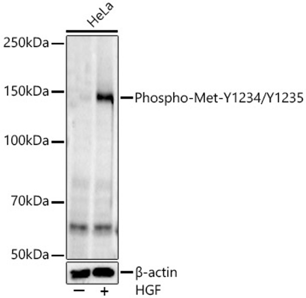 Western blot analysis of various lysates, using Phospho-Met-Y1234/Y1235 antibody (CABP1339) at1:2000 dilution. HeLa cells were treated by HGF (40 ng/ml) at 37℃ for 10 minutes after serum-starvation overnight. Secondary antibody: HRP Goat Anti-Rabbit IgG (H+L) at 1:10000 dilution. Lysates/proteins: 25μg per lane. Blocking buffer: 3% nonfat dry milk in TBST.