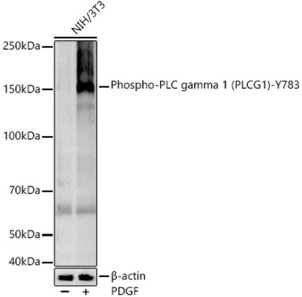 Western blot analysis of various lysates, using Phospho-PLC gamma 1 (PLCG1)-Y783 antibody (CABP1340) at1:2000 dilution. NIH/3T3 cells were treated by PDGF (100 ng/ml) at 37℃ for 30 minutes after serum-starvation overnight. Secondary antibody: HRP Goat Anti-Rabbit IgG (H+L) at 1:10000 dilution. Lysates/proteins: 25μg per lane. Blocking buffer: 3% nonfat dry milk in TBST.