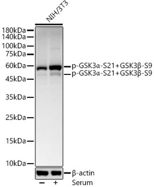 Western blot analysis of extracts of NIH/3T3, using Phospho-GSK3α-S21+GSK3β-S9 antibody (CABP1341) at 1:800 dilution. NIH/3T3 cells were treated by 10% FBS at 37℃ for 30 minutes after serum-starvation overnight. Secondary antibody: HRP Goat Anti-Rabbit IgG (H+L) at 1:10000 dilution. Lysates/proteins: 25μg per lane. Blocking buffer: 3% nonfat dry milk in TBST.