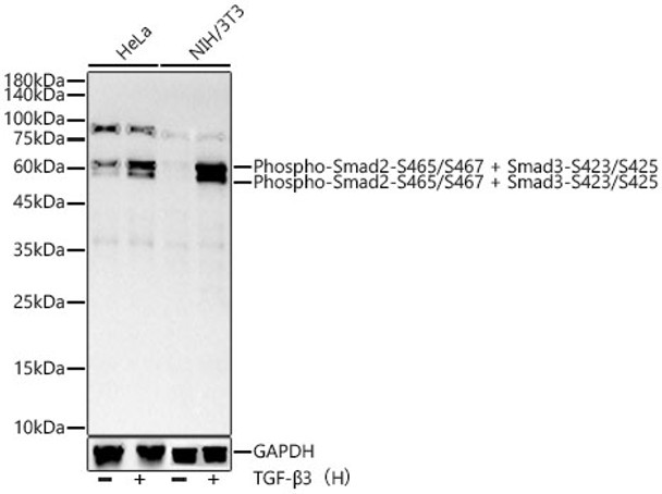 Western blot analysis of extracts of various lysates, using Phospho-Smad2-S465/S467 + Smad3-S423/S425 antibody (CABP1343) at1:2000 dilution. HeLa and NIH/3T3 cells were treated by TGF-β3（H） (200 ng/mL) at 37℃ for 30 minutes after serum-starvation overnight. Secondary antibody: HRP Goat Anti-Rabbit IgG (H+L) at 1:10000 dilution. Lysates/proteins: 25μg per lane. Blocking buffer: 3% nonfat dry milk in TBST.
