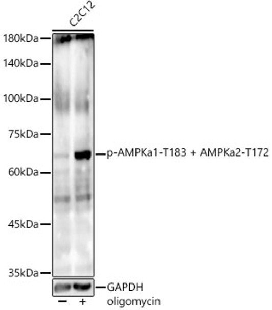 Western blot analysis of extracts of C2C12, using Phospho-AMPKa1-T183 + AMPKa2-T172 antibody (CABP1345) at1:1000 dilution. C2C12 cells were treated by oligomycin (0. 5 uM) at 37℃ for 30 minutes. Secondary antibody: HRP Goat Anti-Rabbit IgG (H+L) at 1:10000 dilution. Lysates/proteins: 25μg per lane. Blocking buffer: 3% nonfat dry milk in TBST.