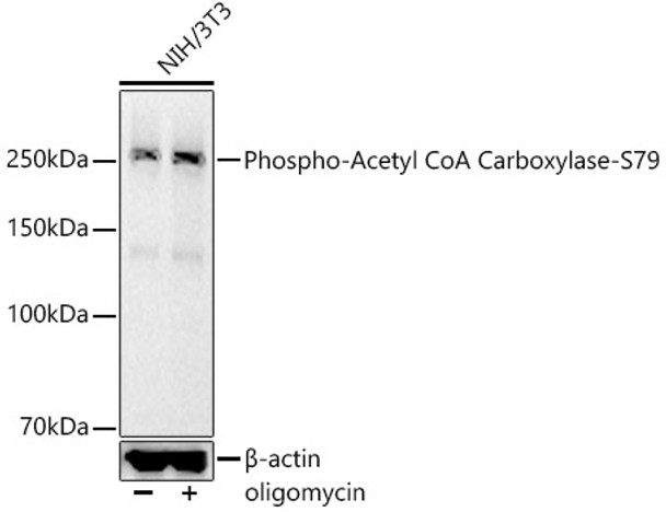 Western blot analysis of NIH/3T3, using Phospho-Acetyl CoA Carboxylase-S79 antibody (CABP1388) at 1:7000 dilution. NIH/3T3 cells were treated by oligomycin (0. 5 uM) at 37℃ for 30 minutes. Secondary antibody: HRP Goat Anti-Rabbit IgG (H+L) at 1:10000 dilution. Lysates/proteins: 25μg per lane. Blocking buffer: 3% nonfat dry milk in TBST.