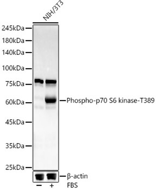 Western blot analysis of NIH/3T3, using Phospho-p70 S6 kinase-T389 antibody (CABP1389) at 1:8000 dilution. NIH/3T3 cells were treated by 20% FBS at 37℃ for 20 minutes after serum-starvation overnight. Secondary antibody: HRP Goat Anti-Rabbit IgG (H+L) at 1:10000 dilution. Lysates/proteins: 25μg per lane. Blocking buffer: 3% nonfat dry milk in TBST.