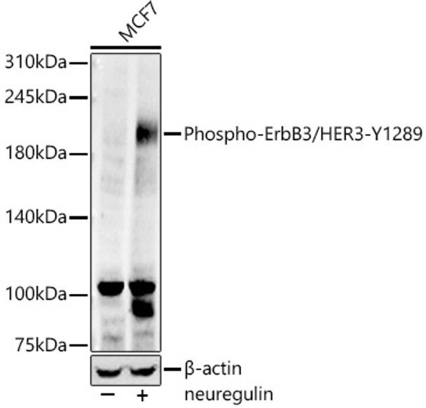 Western blot analysis of extracts from MCF7 cells, using Phospho-ErbB3/HER3-Y1289 Rabbit mAb (CABP1415) at 1:1000 dilution. MCF7 cells were treated by neuregulin at 37℃ for 15 minutes. Secondary antibody: HRP Goat Anti-Rabbit IgG (H+L) at 1:10000 dilution. Lysates/proteins: 25ug per lane. Blocking buffer: 3% nonfat dry milk in TBST.