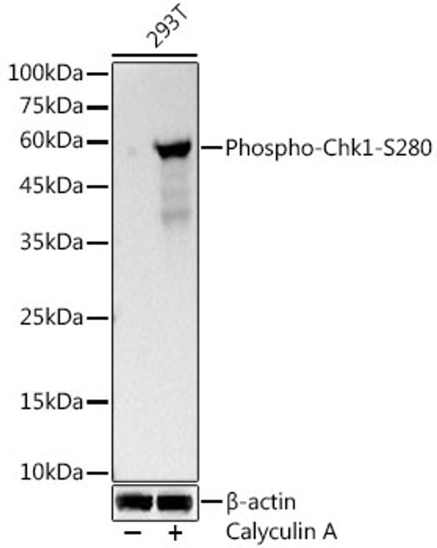 Western blot analysis of 293T, using Phospho-Chk1 (S280) Rabbit mAb (CABP1426) at 1:500 dilution. 293T cells were treated by Calyculin A (100 nM) at 37℃ for 30 minutes. Secondary antibody: HRP Goat Anti-Rabbit IgG (H+L) at 1:10000 dilution. Lysates/proteins: 25μg per lane. Blocking buffer: 3% nonfat dry milk in TBST.
