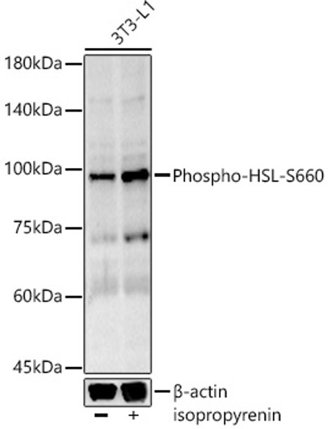 Western blot analysis of 3T3-L1 cells, using Phospho-HSL-S660 Rabbit mAb (CABP1432) at 1:1000 dilution. 3T3-L1 cells that were not differentiated or differentiated into adipocytes treated with 0. 06mol/L alcohol and treated with isoproterenol (10 μM, 20 min). Secondary antibody: HRP Goat Anti-Rabbit IgG (H+L) at 1:10000 dilution. Lysates/proteins: 25μg per lane. Blocking buffer: 3% nonfat dry milk in TBST.