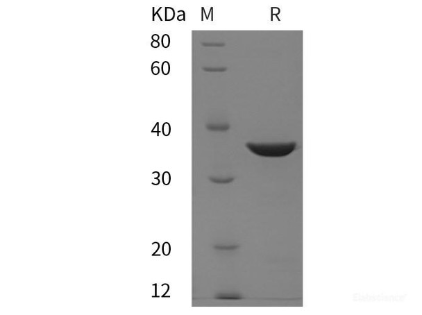 Bovine Annexin V Recombinant Protein (His tag)