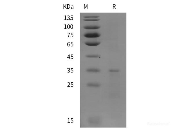 Human IL-13 Recombinant Protein (SUMO,His tag)