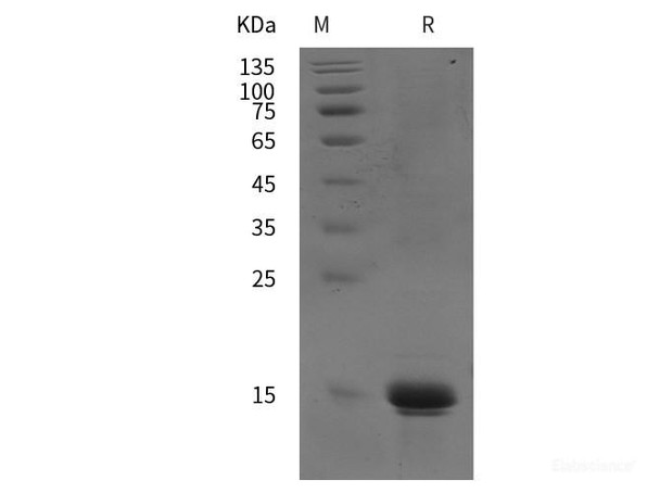 Human IL22 N terminal Recombinant Protein (Avi,His tag)