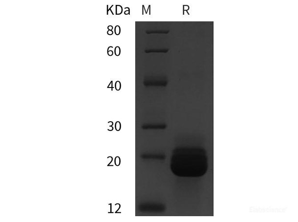 Mouse HSP-70/HSPA9 Recombinant Protein (His tag)