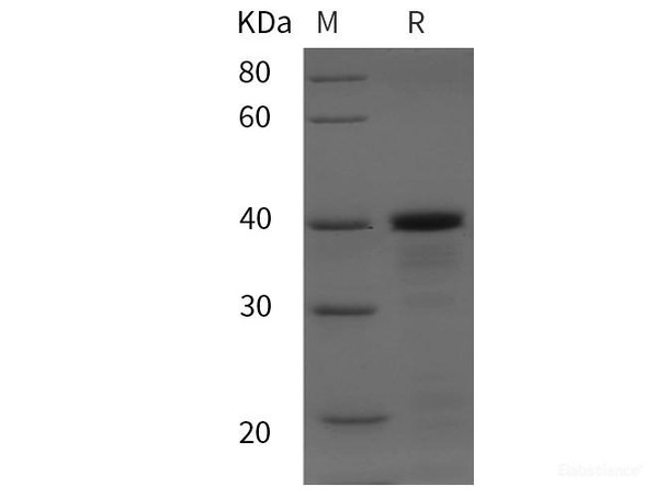 Gekko japonicus PDGFC Recombinant Protein (His tag)