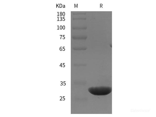 Rat CD146/MCAM Recombinant Protein (His tag)