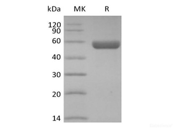 Human HLA-A*0201 GP100 complex Recombinant Protein (C-10His)