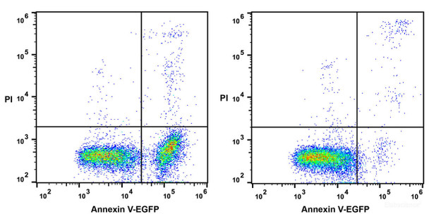 Annexin V-EGFP Recombinant Protein (His Tag)