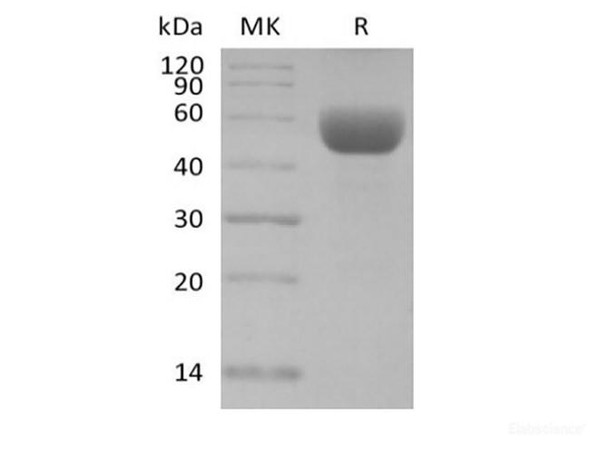Recombinant Mouse CD79B/B29 (C-Fc)