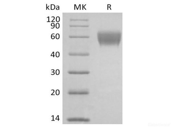 Cynomolgus NKG2-D type II Integral Membrane Recombinant Protein/NKG2D/CD314 (N-Fc)