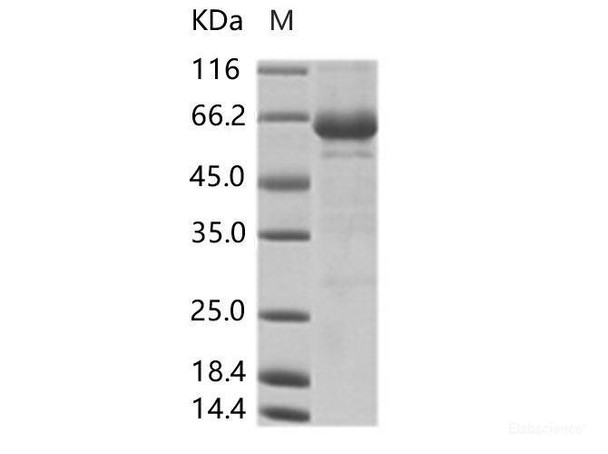 Cox A16 (strain G-10) VP1 Recombinant Protein (Fc Tag)