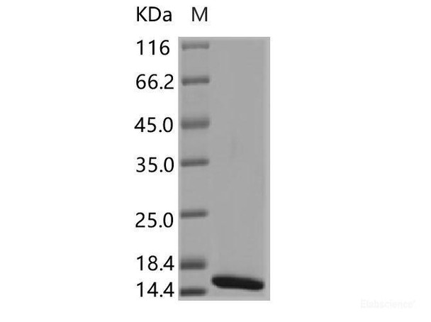 DENV (type 1, strain US/Hawaii/1944) E / Envelope Recombinant Protein (Domain III, His Tag)