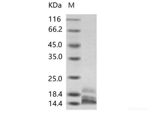 DENV (type 2, strain New Guinea C/PUO-218 hybrid) E / Envelope Recombinant Protein (Domain III, His Tag)
