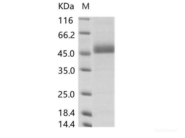 DENV (type 4, strain Philippines/H241/1956) NS1 Recombinant Protein (His Tag)