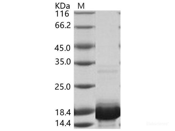 DENV-2 (Strain New Guinea C) Capsid Recombinant Protein / DENV-C Recombinant Protein (His Tag)