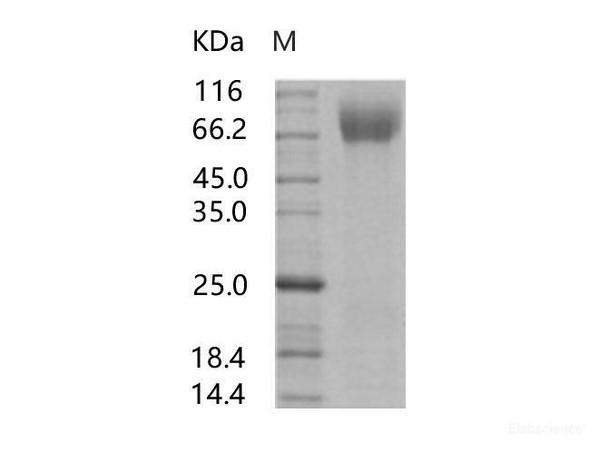 HIV-1 (group M, subtype C, strain 92BR025) gp140 Recombinant Protein (Fc Tag)