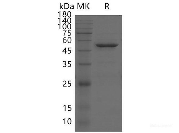 SARS-CoV-2 NSP16 Recombinant Protein