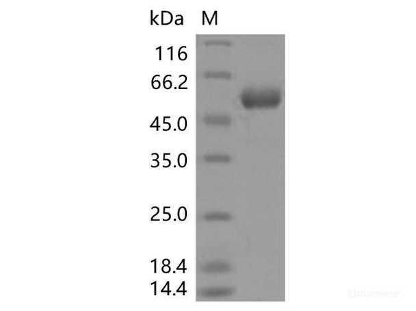 Recombinant SARS-CoV-2 Spike RBD (Y453F) (rFc Tag)