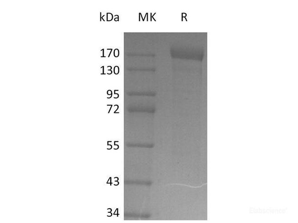 Recombinant SARS-CoV-2 S-trimer(Y453F,D614G) (His Tag)