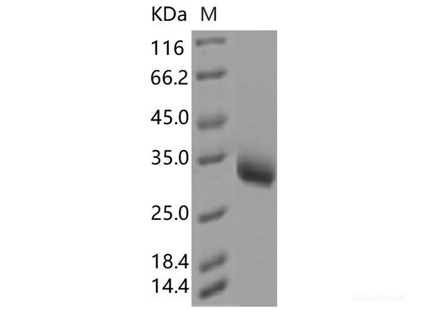 Recombinant SARS-CoV-2 Spike RBD (Y508H) (His Tag)